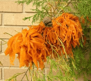 The orange gooey balls of Juniper Cedar Apple Rust Telial horns