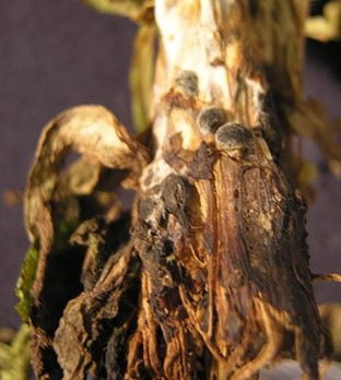 Black structures of Sclerotinia stem rot called sclerotia 