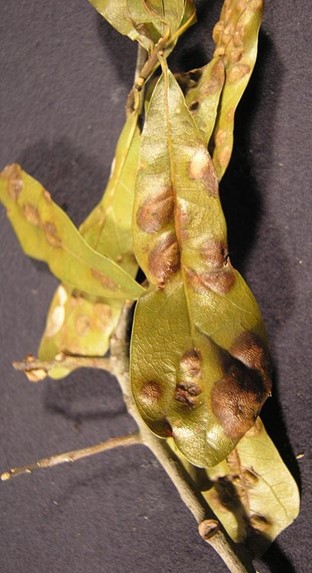 Brown blisters  on oak leaves caused by the fungus Taphrina caerulescens, commonly called oak leaf blister.