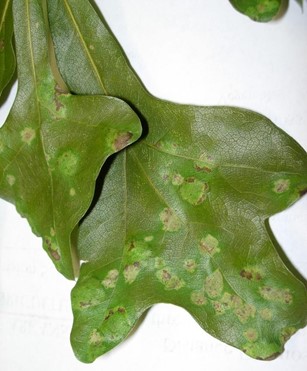 Light colored splotches on oak leaves caused by the fungus Taphrina caerulescens, commonly called oak leaf blister.