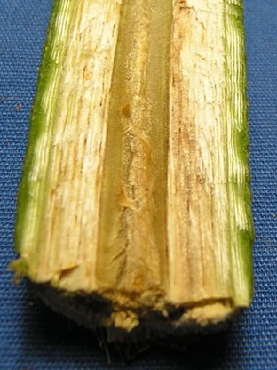 Brown  streaking inside an okra stem caused by verticillium. 
