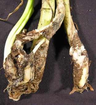 Fluffy white fungal mycelia on onion bulbs and subsequent rot.