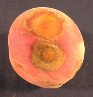 A peach fruit with large, circular, sunken spots caused by anthracnose. 