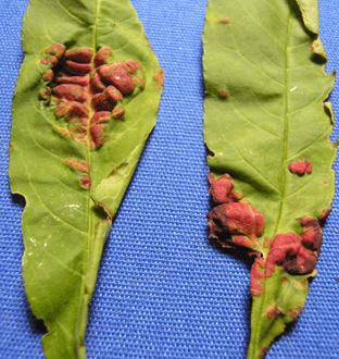 Blister-like swellings, curling, thickening, puckering, and discoloration of two peach leaves.