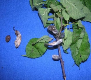 Normal plum fruit beside a plum pocket fruit.  The plum pocket is enlarged and elongated from the plum pocket fungus.