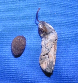 Normal plum fruit beside a plum pocket fruit.  The plum pocket is enlarged and elongated from the plum pocket fungus.