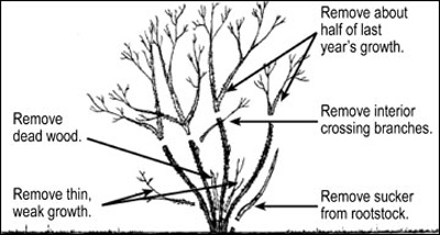 illustration showing a rose bush branch structure with the top half of the bush cut off