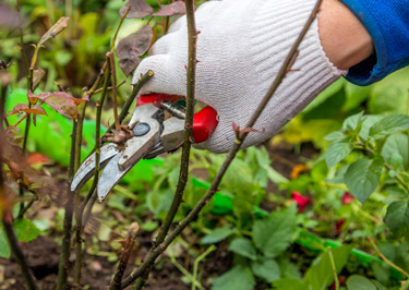 How to Prune Roses - Rose Notes