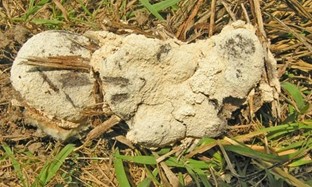 Dog Vomit slime mold, Fuligo septica 