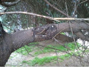 spruce branch showing a hole damage from fungal canker