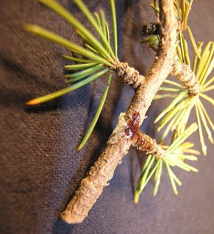 close up of spruce branch showing fungal damage on the stem