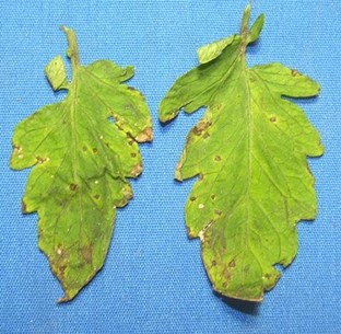 Tomato leaves with tiny, black specks surrounded by a yellow halo, caused by bacterial speck.