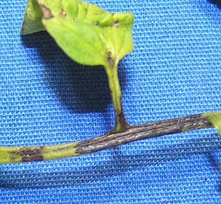 Elongated black lesions on petiole and tomato stem from bacterial speck.