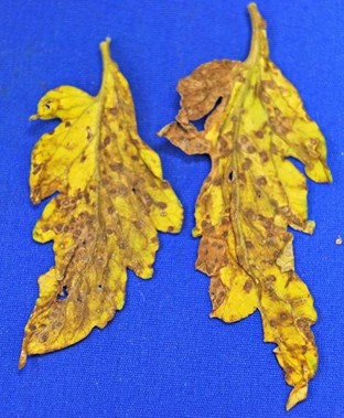 Close up of two yellowed tomato leaves infected with Septoria, containing numerous small, brown spots and resulting chlorosis 