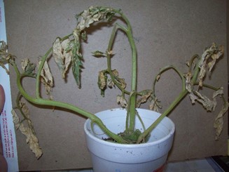 Tomato leaves gray and wilted from being killed by sunburn 