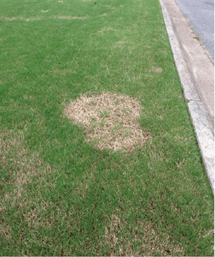 Green bermudagrass with circular dead, bleached patches caused by turf spring dead spot