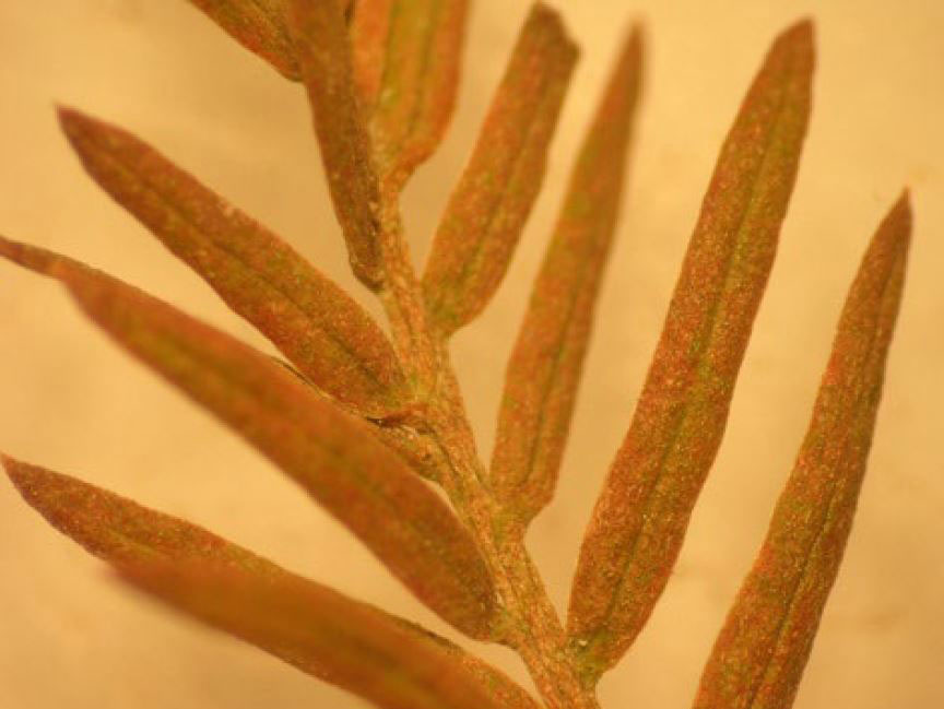 Baldcypress leaf showing rut mite symptoms, leafs are yellowish, becoming brown.