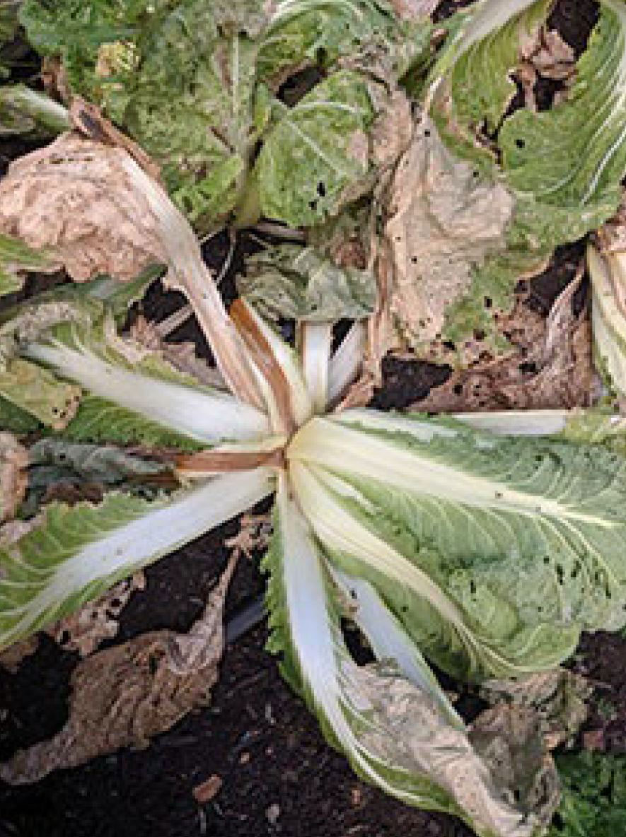 Cabbage plant showing black rot symptoms in the canopy with necrosis in the stems.
