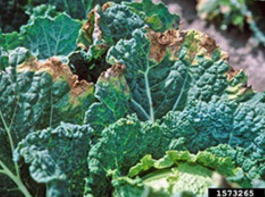 Photo shows cabbage leaf with necrosis on the tip caused by black rot.