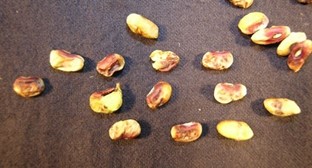 peas on a flat surface showing shriveled edges and brown spots indicating stink bug damage