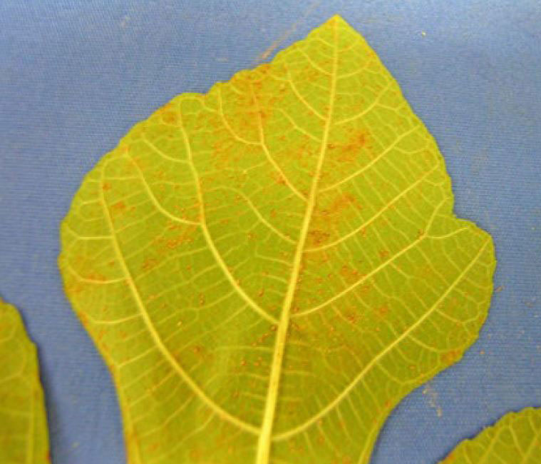 Fig leaf showing fig rust symptomology. Symptoms include small, orange spots 