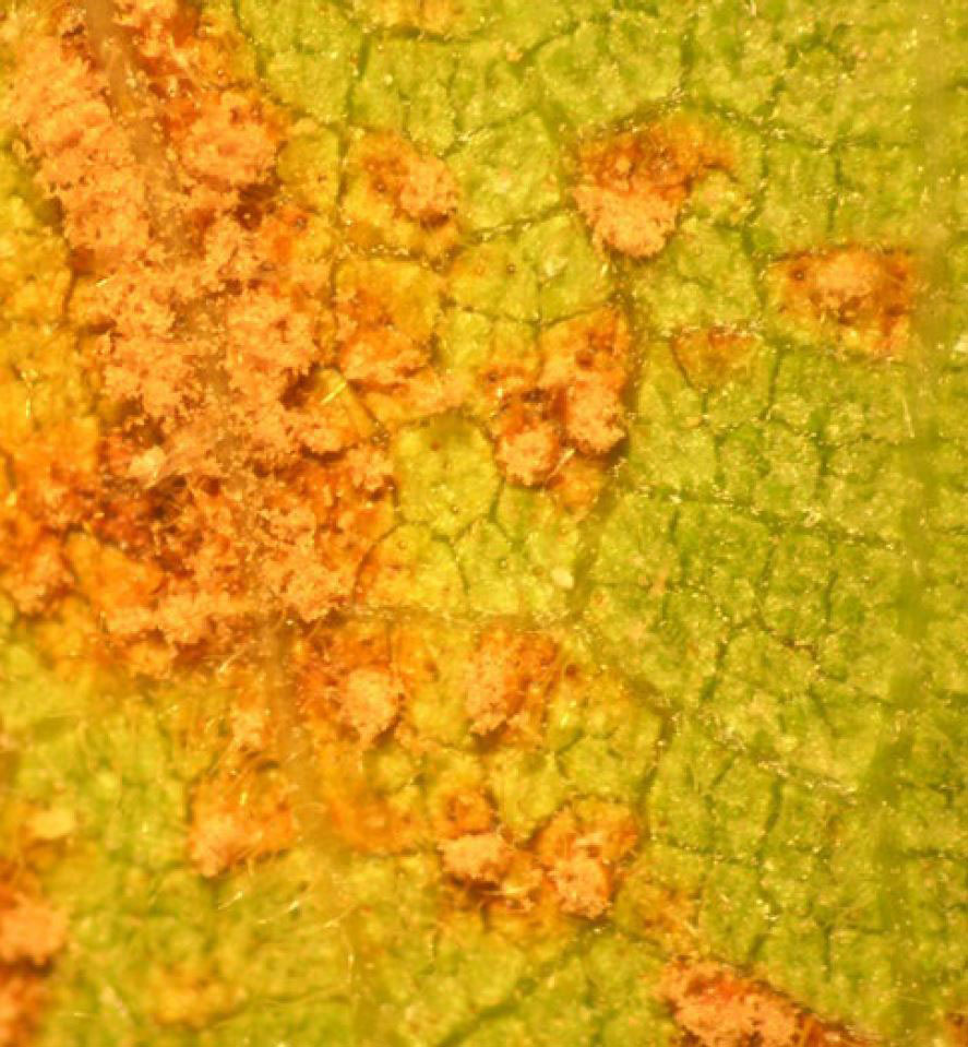 Microscopic view of Fig Rust Pustules