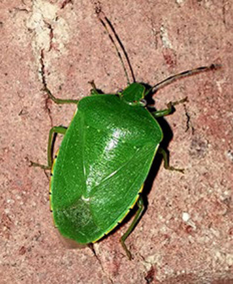 Photo shows an adult green stink bug.