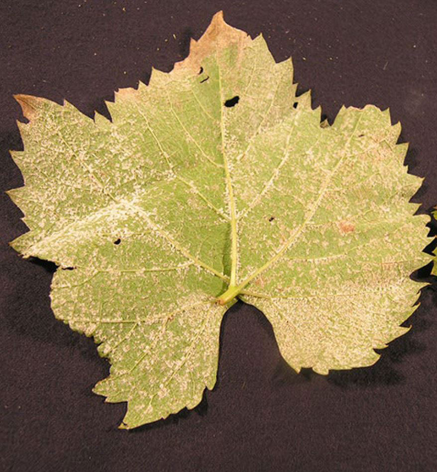 Grape leaf with white, cottony growth of sporulation on its underside.