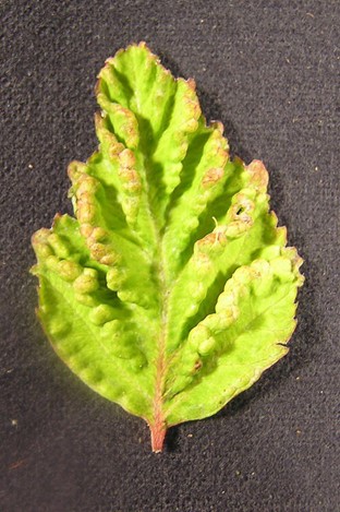 birch leaf curled edges from aphid damage