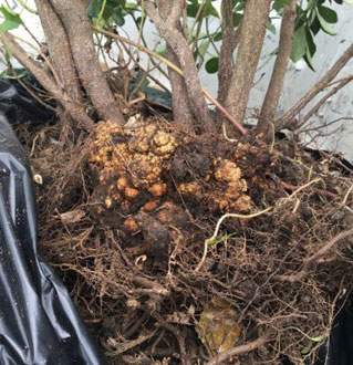 euonymus crown gall brown knobs on roots of plant