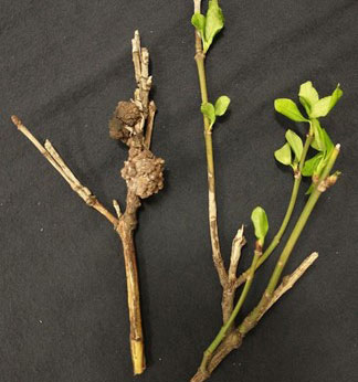 euonymus crown gall brown knobby woody galls on stem and leaves