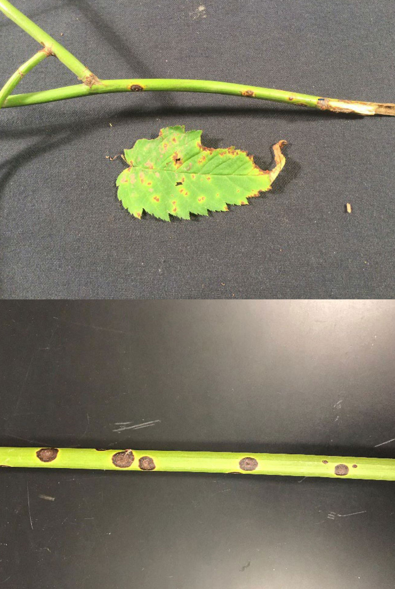 Two images. Top image shows a Kerria stem and leaf showing Kerria Blight symptomology. Bottom image shows Kerria stem showing Kerria Blight Symptomology. Symptoms include red-brown spots and lesions.