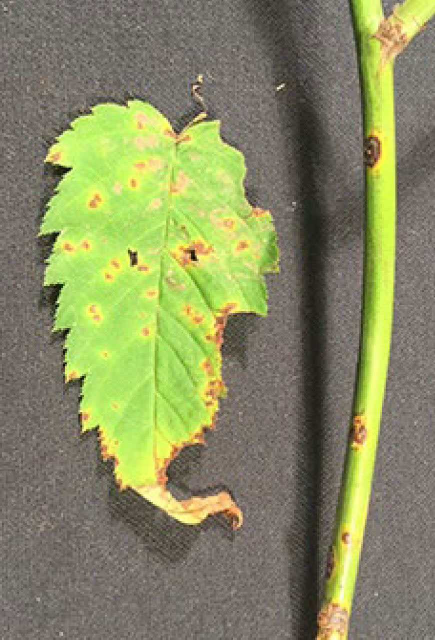 Image shows Kerria leaf and stem showing blight symptomology. Symptoms include red-brown spots and lesions. Tip of leaf is curled and light brown. 