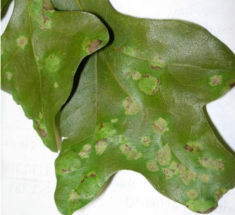 Oak leaf depicting oak leaf blister symptomology. Symptoms include pale green, yellow, and brown raised, circular blisters across the top of the leaf. 