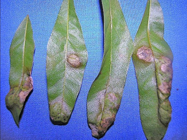 Oak leaf depicting oak leaf blister symptomology. Displayed symptoms include brown raised, circular blisters across the top and edges of the leaf. 