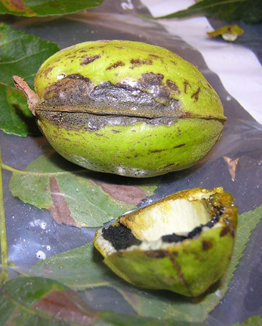 Premature pecan affected by hickory shuck worm