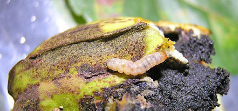 Hicky shuck worm on an affected pecan.