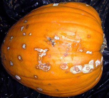 Pumpkin with tan, raised blisters caused by pumpkin bacterial spot