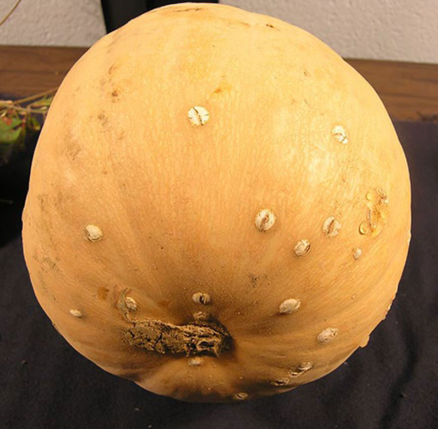 Pumpkin with tan, raised blisters caused by pumpkin bacterial spot