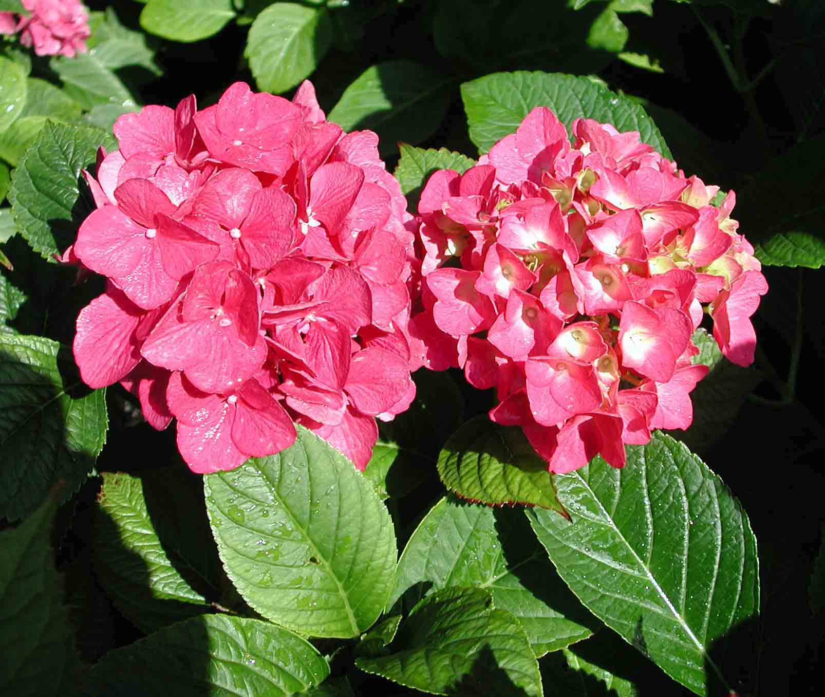 Hydrangea macrophylla Atlantic