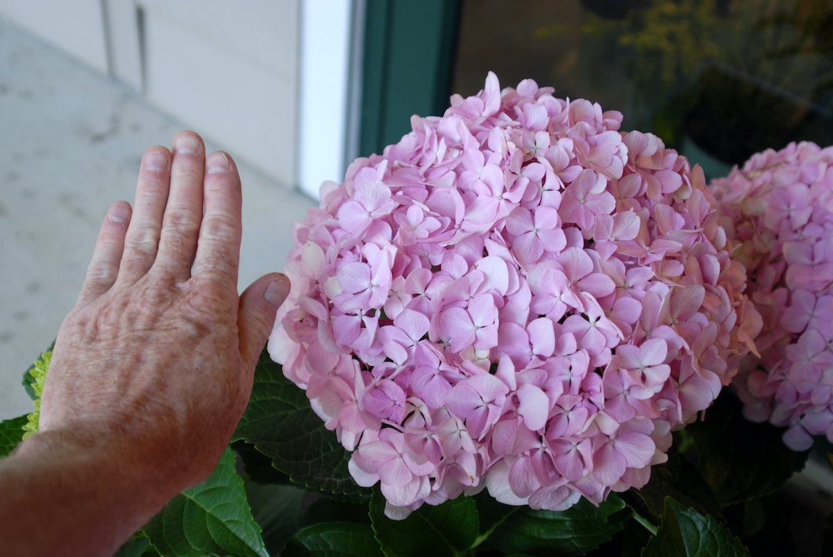 Hydrangea Macrophylla Big Daddy