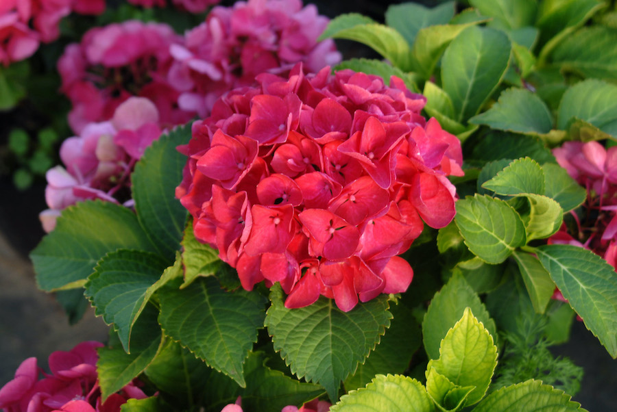 Hydrangea macrophylla Cityline 'Paris'