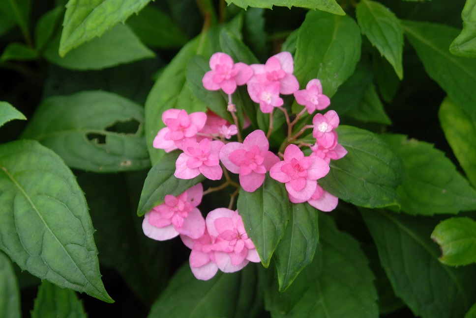 Hydrangea serrata 'Miyama Yae Murasaki'