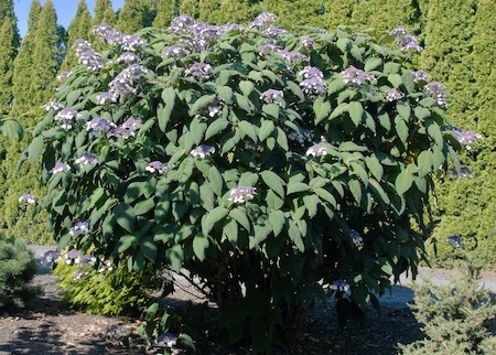 Hydrangea aspera macrophylla