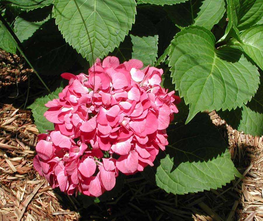 Hydrangea macrophylla 'Oregon Pride'