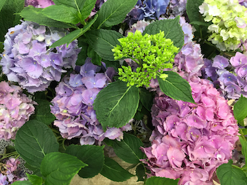 Hydrangea macrophylla LA Dreamin