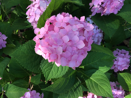 Hydrangea macrophylla Nantucket Blue ('Grenan')