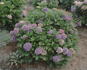 Hydrangea macrophylla 'Sara'