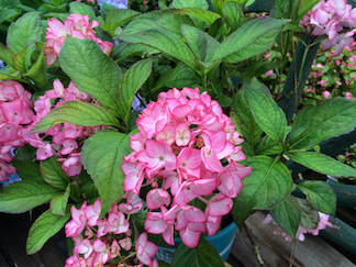 Hydrangea macrophylla 'Sweet N Salsa'