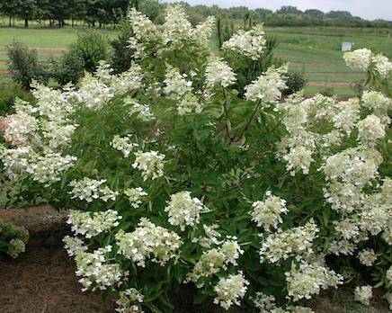 Hydrangea panticulata 'Chantilly Lace'